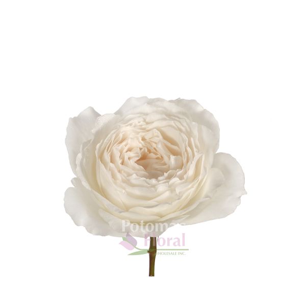 Garden Rose, Princess Miyuki - Creamy White - Potomac Floral